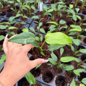 May include: A close-up of a small potted plant with vibrant green leaves. The plant is held in a hand, showcasing its fresh growth. Other similar plants are visible in the background, suggesting a nursery or plant shop setting.