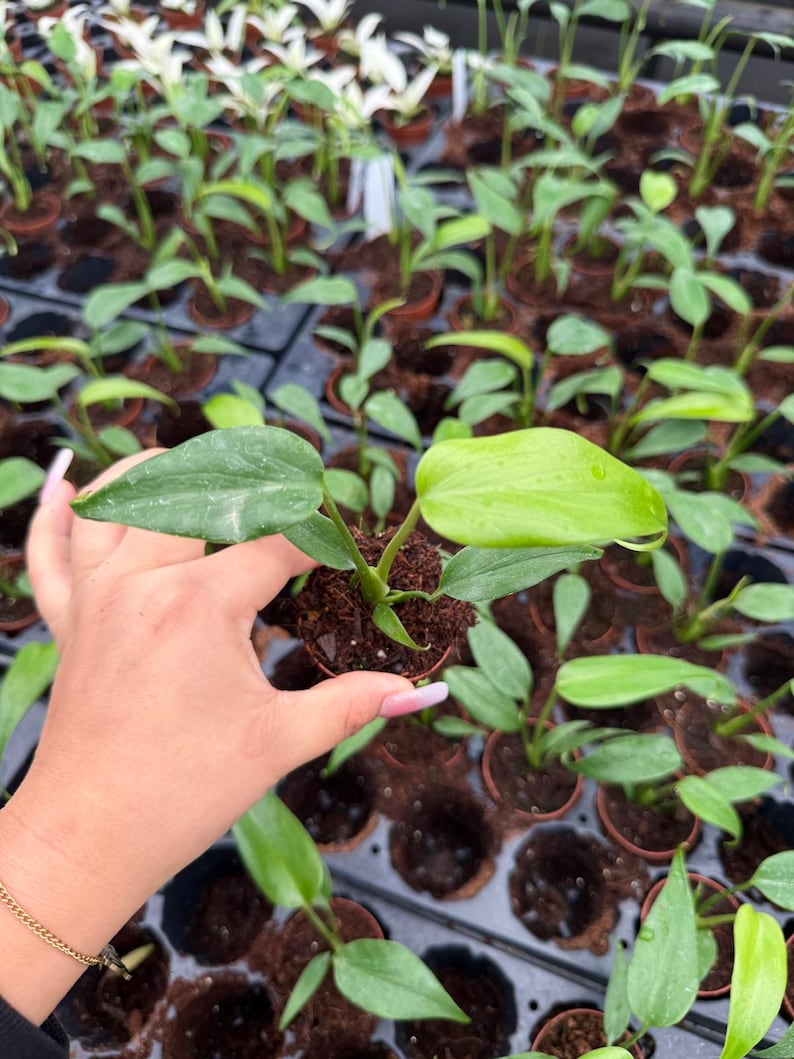 May include: A close-up of a small potted plant with vibrant green leaves. The plant is held in a hand, showcasing its fresh growth. Other similar plants are visible in the background, suggesting a nursery or plant shop setting.