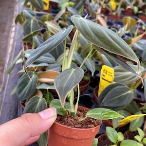 K&ouml;nnte beinhalten: Eine Philodendron melanochrysum Pflanze in einem kleinen braunen Kunststofftopf. Die Pflanze hat mehrere herzf&ouml;rmige, samtig dunkelgr&uuml;ne Bl&auml;tter mit ausgepr&auml;gten hellgr&uuml;nen Blattadern. Die St&auml;ngel sind hellgr&uuml;n und die Erde ist sichtbar.