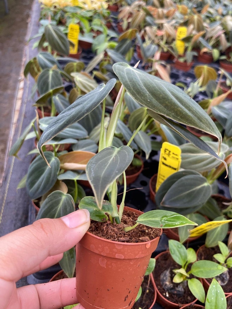 K&ouml;nnte beinhalten: Eine Philodendron melanochrysum Pflanze in einem kleinen braunen Kunststofftopf. Die Pflanze hat mehrere herzf&ouml;rmige, samtig dunkelgr&uuml;ne Bl&auml;tter mit ausgepr&auml;gten hellgr&uuml;nen Blattadern. Die St&auml;ngel sind hellgr&uuml;n und die Erde ist sichtbar.