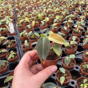 K&ouml;nnte beinhalten: Eine kleine Philodendron micans Pflanze in einem braunen Kunststoff-Anzuchttopf mit herzf&ouml;rmigen, samtigen Bl&auml;ttern in Dunkelgr&uuml;n und Bronzet&ouml;nen, gehalten vor einem Hintergrund aus vielen identischen jungen Pflanzen in einer Schale.