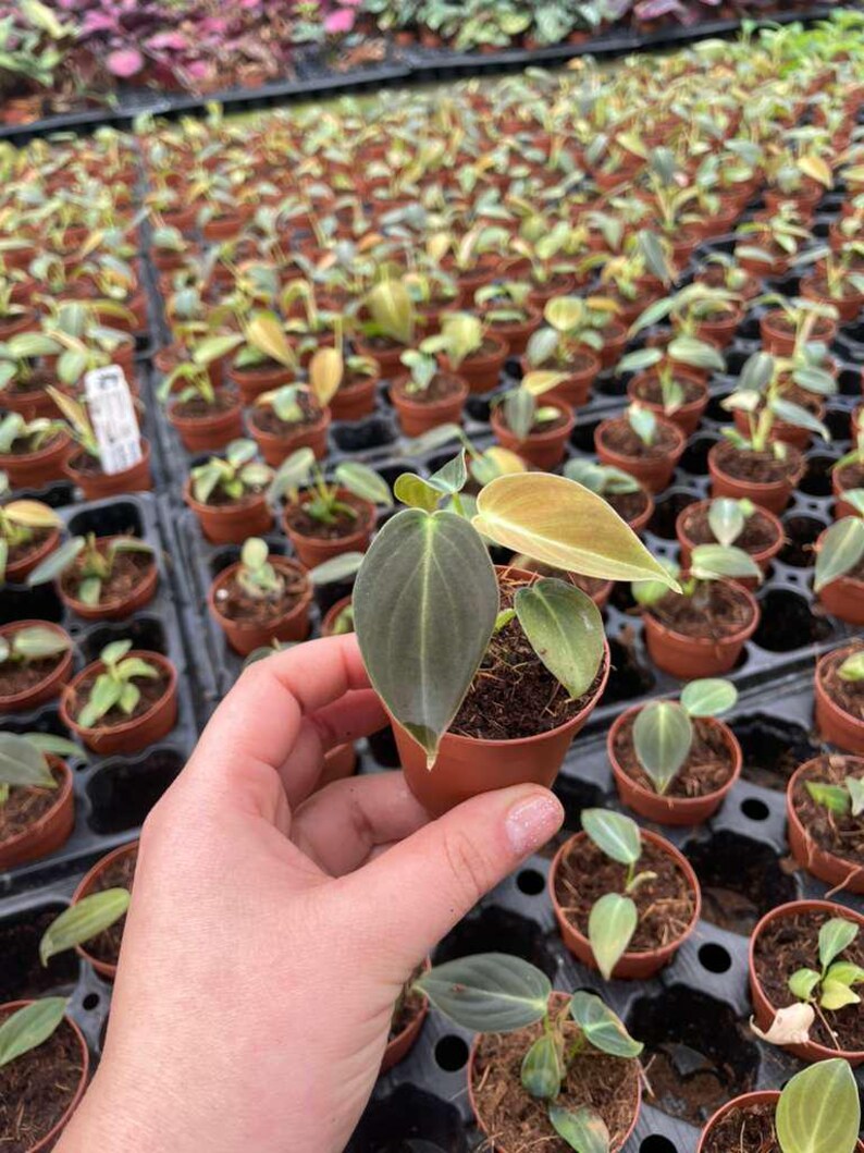 K&ouml;nnte beinhalten: Eine kleine Philodendron micans Pflanze in einem braunen Kunststoff-Anzuchttopf mit herzf&ouml;rmigen, samtigen Bl&auml;ttern in Dunkelgr&uuml;n und Bronzet&ouml;nen, gehalten vor einem Hintergrund aus vielen identischen jungen Pflanzen in einer Schale.