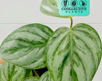Philodendron Sodiroi - Live Indoor Houseplant  Easy Care Tropical Starter  Plant, Beginner Friendly Decorative Foliage - Etsy