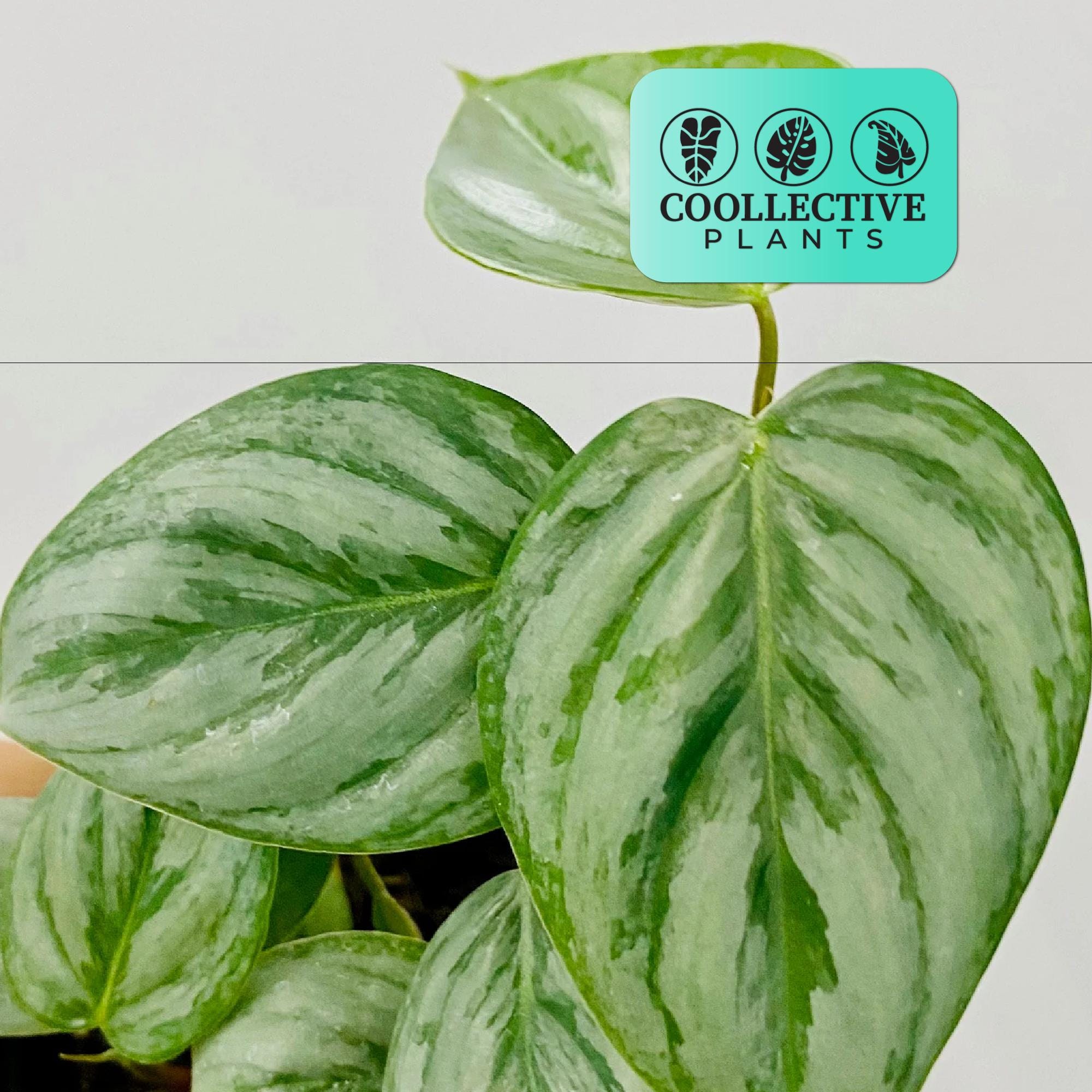 Philodendron Sodiroi - Live Indoor Houseplant  Easy Care Tropical Starter  Plant, Beginner Friendly Decorative Foliage - Etsy