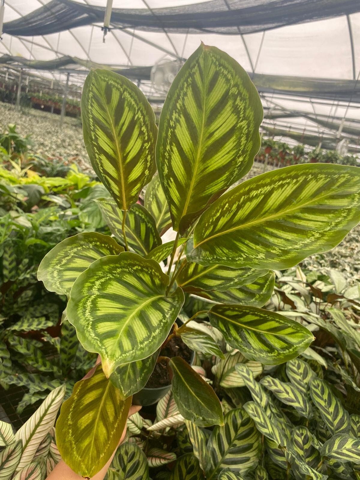 Calathea Flamestar: Easy Care Beginner Houseplant - Etsy