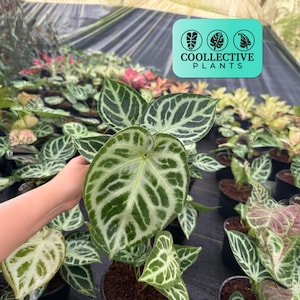 Anthurium Dorayaki X Silver Blush: Rare Indoor Foliage Live Plant