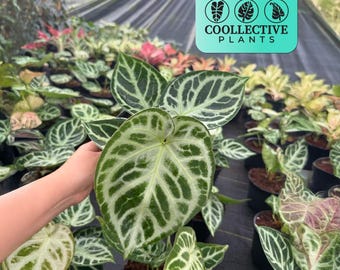Anthurium (SKG Silver X Red Crystallinum) X Anthurium Dorayaki