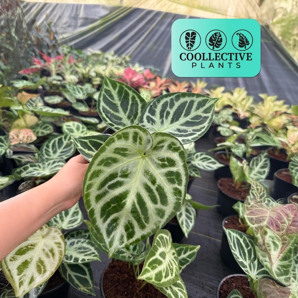 Anthurium dorayaki x Silver Blush : plante vivante rare à feuillage d'intérieur - Plante d'intérieur tropicale facile d'entretien