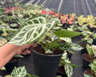 Anthurium Dorayaki X Silver Blush: Rare Indoor Foliage Live Plant