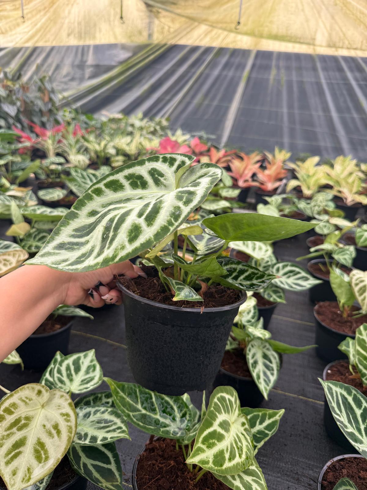 Anthurium Dorayaki X Silver Blush: Rare Indoor Foliage Live Plant