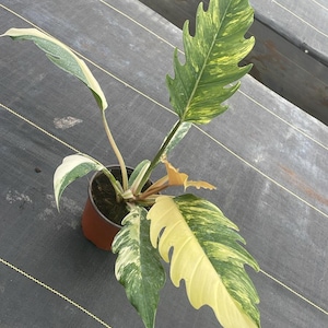 以下が含まれることがあります： 緑と黄色の色合いの大きな斑入りの葉を持つ、鉢植えのフィロデンドロン植物。 植物は茶色の鉢に入っており、黒いメッシュの表面を背景にしています。 葉は独特の、切れ込みのある形をしています。