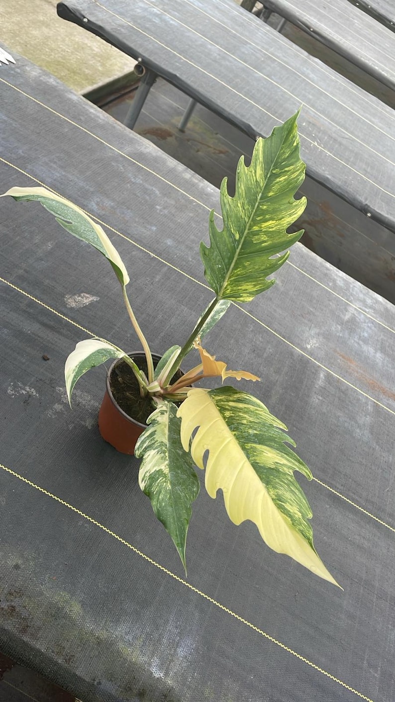 以下が含まれることがあります： 緑と黄色の色合いの大きな斑入りの葉を持つ、鉢植えのフィロデンドロン植物。 植物は茶色の鉢に入っており、黒いメッシュの表面を背景にしています。 葉は独特の、切れ込みのある形をしています。