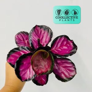 Calathea Roseopicta “Rosy”- Live Tropical Indoor Houseplant – Low Maintenance Easy Care Starter Plant for Home or Office