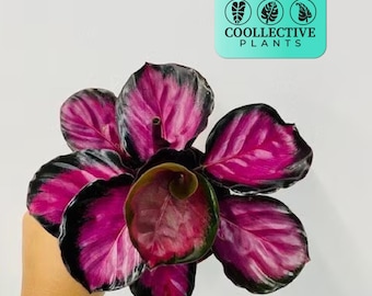 Calathea Roseopicta “Rosy”- Live Tropical Indoor Houseplant – Low Maintenance Easy Care Starter Plant for Home or Office