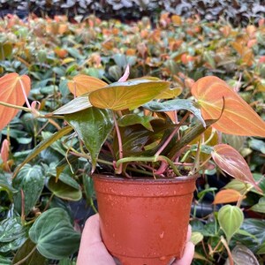 May include: A small potted plant with green and orange leaves. The plant is in a terracotta pot with drainage holes.