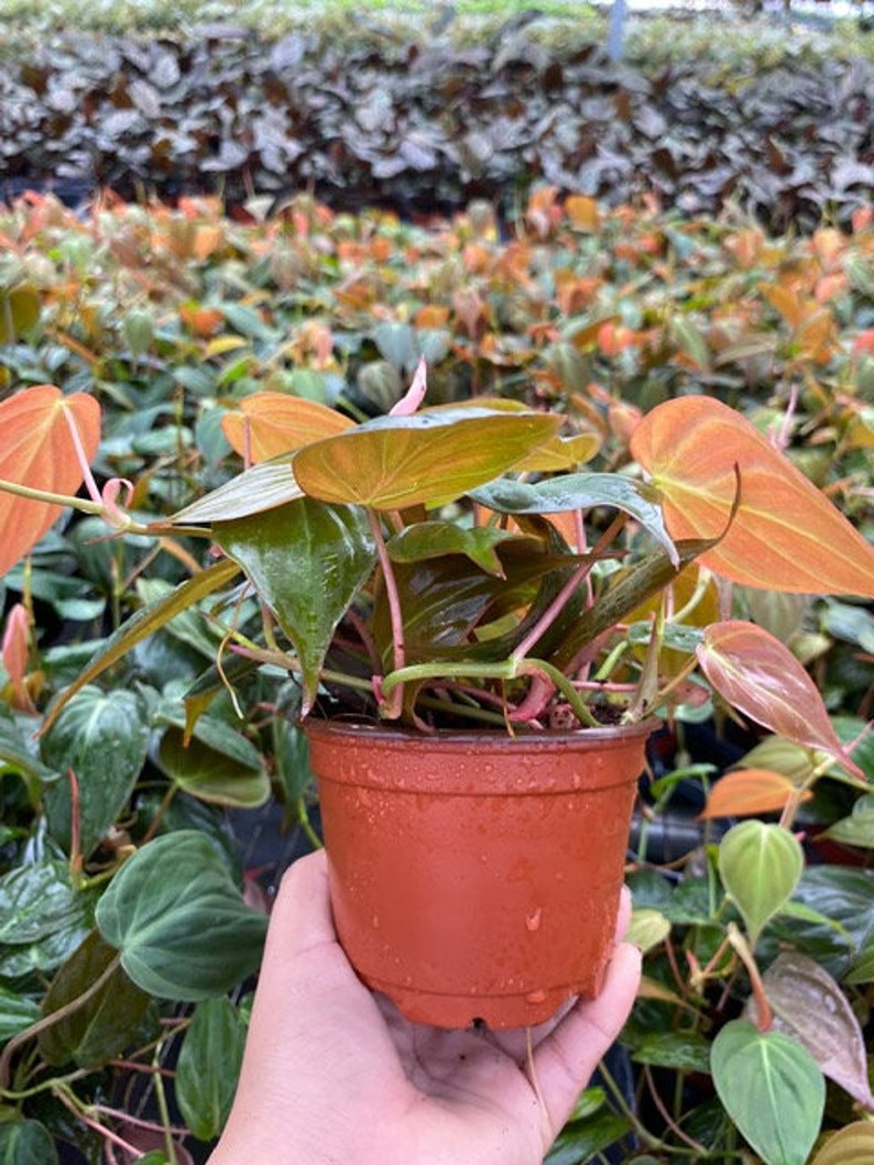 May include: A small potted plant with green and orange leaves. The plant is in a terracotta pot with drainage holes.
