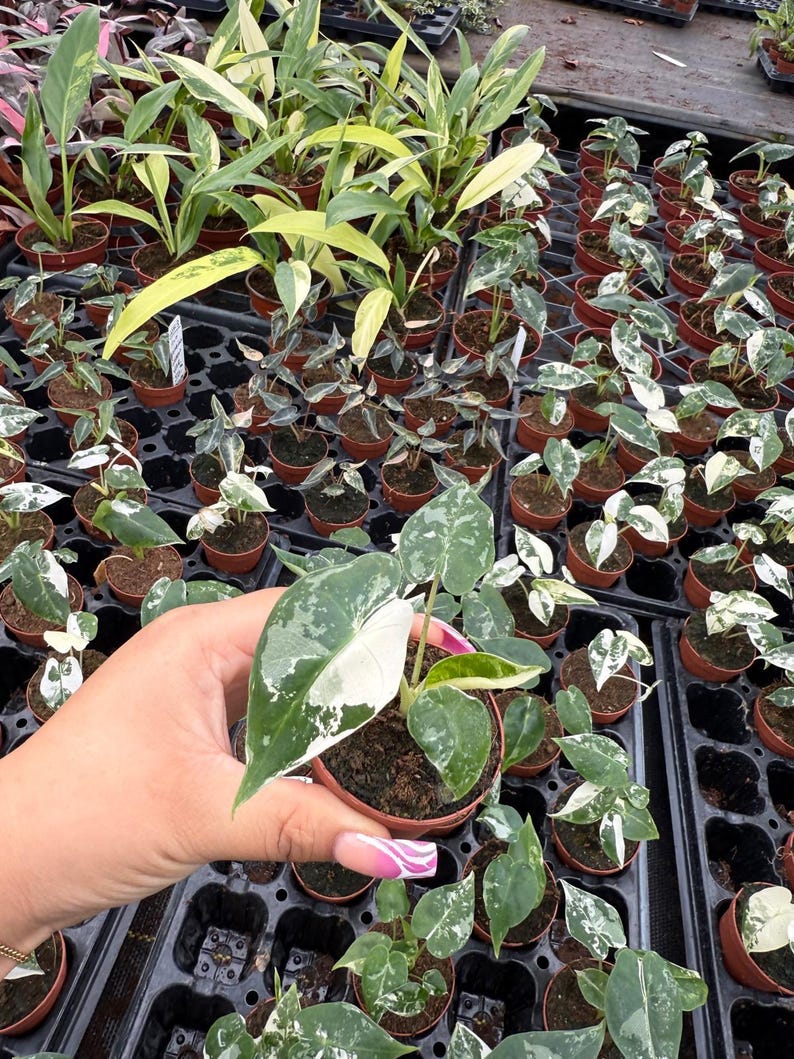 May include: A small potted plant with white and green variegated leaves. The plant is being held in a hand with pink nail polish.