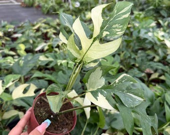 US Seller Rhaphidophora Tetrasperma Migma Variegated - Etsy