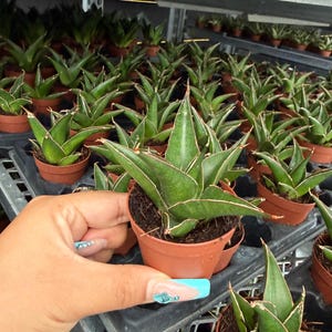 May include: A collection of small potted snake plants, also known as Sansevieria, with dark green leaves and light green edges. The plants are in small brown pots, arranged on metal shelves. One plant is being held.