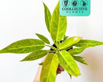 Philodendron Black Gold Starter Plant **(ALL Plants Require You to Purchase  ANY 2 Plants!)** - Etsy
