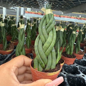 sansevieria vs snake plant Sansevieria Laurentii | Snake Plant | Care Guide and Pro Tips main image 0