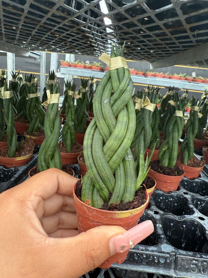 2-inch Sansevieria cylindrica braid mini snake plant in small pot, braided succulent, low-light easy care indoor plant.