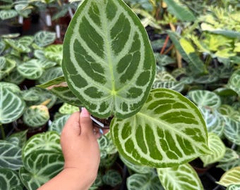 Anthurium Dorayaki X Silver Blush - Etsy