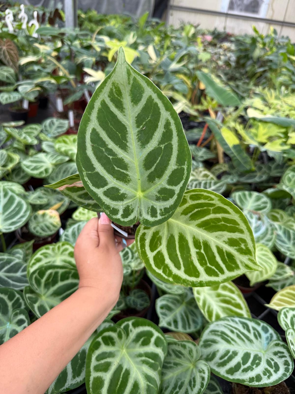 Anthurium Dorayaki X Silver Blush: Rare Indoor Foliage Live Plant
