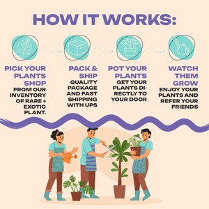 Op de afbeelding: Een illustratie die de stappen laat zien die betrokken zijn bij het online kopen van planten. De stappen zijn: kies je planten, verpak en verzend, pot je planten en bekijk ze groeien. De illustratie toont mensen die planten in potten zetten en water geven.