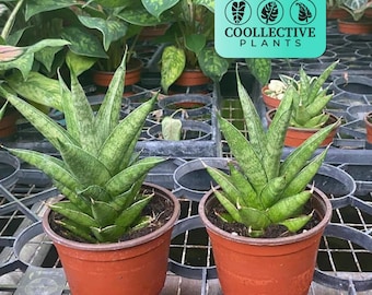 Tower Thai Snake Plant – Sansevieria Indoor Live Plant – Low Maintenance Easy Care Houseplant