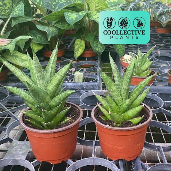 Tower Thai Snake Plant – Sansevieria Indoor Live Plant – Low Maintenance Easy Care Houseplant