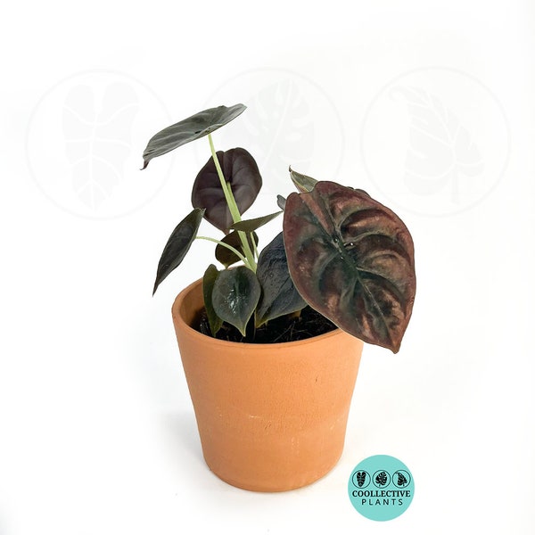 Alocasia Red Secret 'Cuprea' :  Indoor Plants - Easy Care Houseplant - Starter Plant ,Live Indoor, Easy to Grow - Beginner Plant