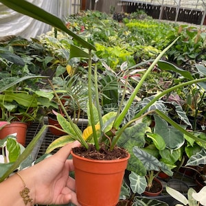 Pu&ograve; includere: Una piccola pianta in vaso con foglie lunghe, sottili e verdi. La pianta &egrave; in un vaso di plastica marrone e si trova su una griglia metallica.