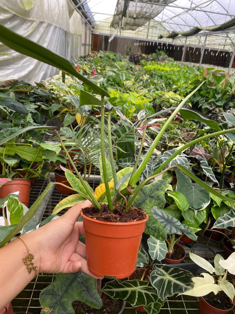 Pu&ograve; includere: Una piccola pianta in vaso con foglie lunghe, sottili e verdi. La pianta &egrave; in un vaso di plastica marrone e si trova su una griglia metallica.