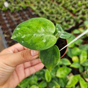 May include: Close-up of a small potted plant with variegated green leaves. The leaves have a mix of light and dark green patterns with white speckles. The plant is held in a small brown pot, surrounded by other plants.