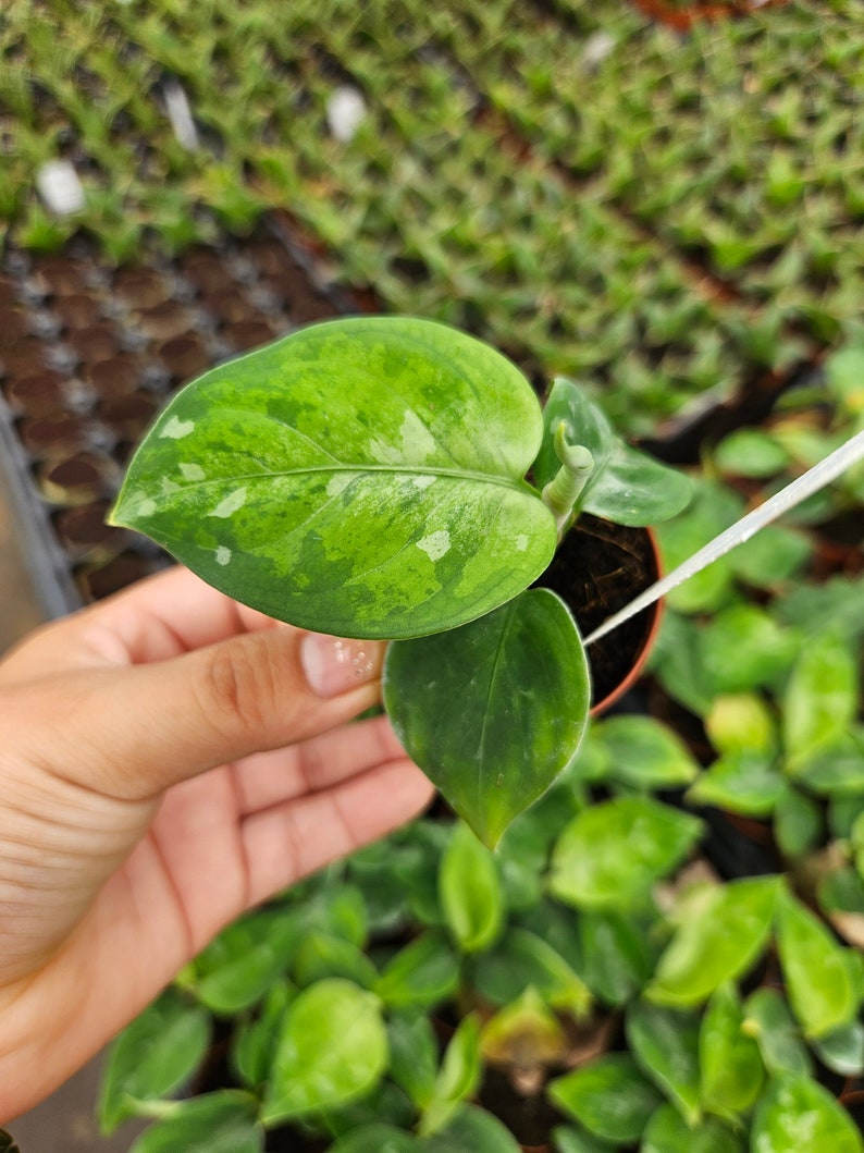 May include: Close-up of a small potted plant with variegated green leaves. The leaves have a mix of light and dark green patterns with white speckles. The plant is held in a small brown pot, surrounded by other plants.