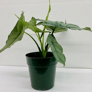 Alocasia Heterophylla Dragons Breath : Indoor Plants Easy Care Houseplant Starter Plant ,Live Indoor, Easy to Grow Beginner Plant image 6