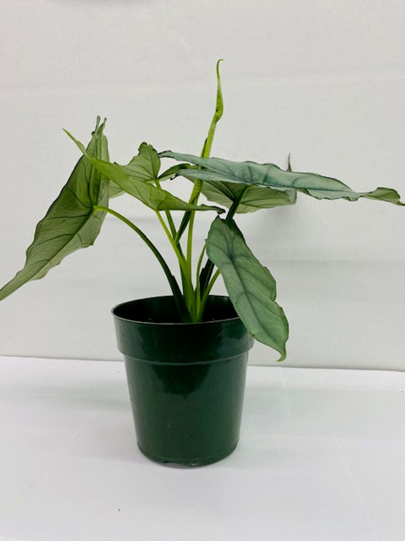Alocasia Heterophylla Dragons Breath : Indoor Plants Easy Care Houseplant Starter Plant ,Live Indoor, Easy to Grow Beginner Plant image 6