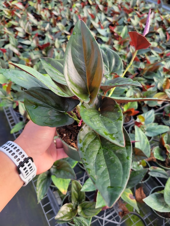 4" Pot Syngonium Erythrophyllum Red Arrow: Live Indoor Plants - Easy Care Tropical Houseplant - Starter Plant, Easy to Grow - Beginner Plant