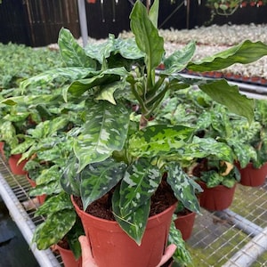 Aglaonema Pictum Tricolor :  Indoor Plants - Easy Care Houseplant - Starter Plant ,Live Indoor, Easy to Grow - Beginner Plant
