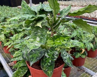 Aglaonema Pictum Tricolor 2” Pot (ALL PLANTS Require You to Aglaonema Pictum Tricolor 2” Pot (ALL PLANTS Require You to