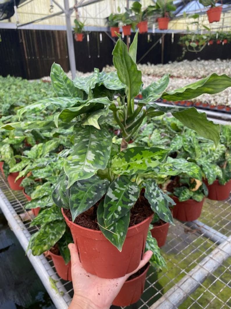 May include: A potted houseplant with large, patterned green leaves. The plant is in a brown plastic pot, held by a person's hand. Other plants are visible in the background, suggesting a greenhouse setting. The leaves have a unique, speckled pattern.
