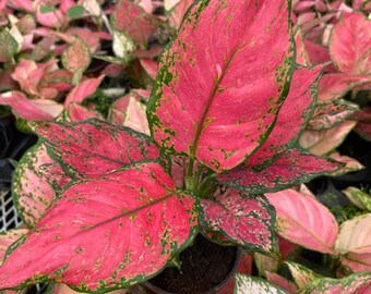 Aglaonema Red Beauty Starter Plant ,Live Indoor, Easy to Grow - Beginner Plant