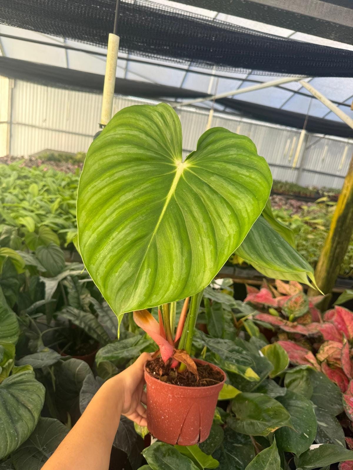 Philodendron Pastazanum Silver - Live Indoor Houseplant  Easy Care  Tropical Starter Plant, Beginner Friendly Decorative Foliage - Etsy