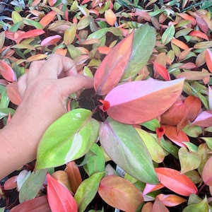 May include: A Philodendron plant featuring variegated leaves in shades of bright pink, light green, and deep orange. The foliage displays a mix of solid colors and speckled patterns across the pointed, oval-shaped leaves growing in a dense cluster.