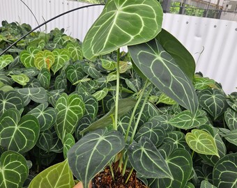 anthurium michelle doc block DocBlock® Michelle™ main image 0