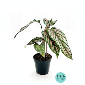 Calathea White star : Indoor Plants Easy Care Houseplant Starter Plant ,Live Indoor, Easy to Grow Beginner Plant 2" Pot inches