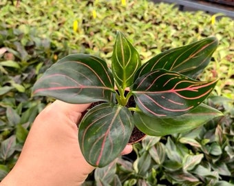 Aglaonema Red Vein