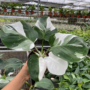 Philodendron White Wizard "High Color" : Indoor Plants - Easy Care Houseplant - Starter Plant ,Live Indoor, Easy to Grow - Beginner Plant