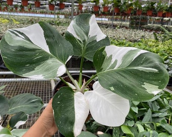 Philodendron White Wizard "High Color" : Indoor Plants - Easy Care Houseplant - Starter Plant ,Live Indoor, Easy to Grow - Beginner Plant